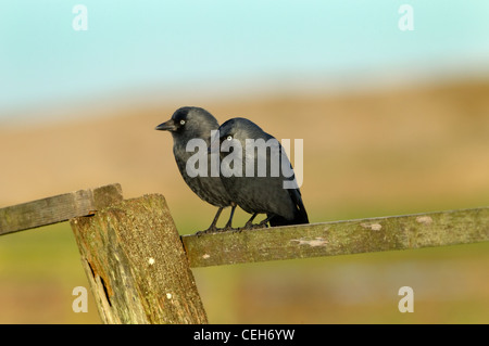 Corvus monedula choucas perché sur paire fence Banque D'Images
