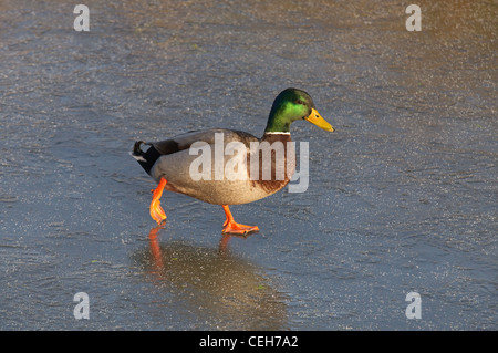 Anus platyrhynchos Mallard Drake marche sur étang gelé Banque D'Images