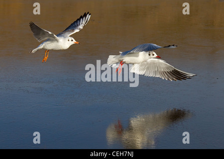 Mouettes rieuses Larus ridibundus Black en vol sur la glace Banque D'Images