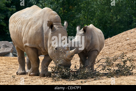 Mère rhinocéros blancs du Sud et les jeunes (Ceratotherium simum) Banque D'Images
