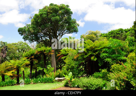 Jardins botaniques de Kirstenbosch, Cape Town, Western Cape, Afrique du Sud Banque D'Images