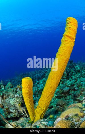 Les récifs coralliens des Caraïbes avec l'éponge tube jaune et scuba diver, Trinidad, Pared de Maria Agiula, Cuba, Caraïbes Banque D'Images