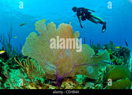 Spécialiste en communication de masse 2e classe Kathleen Gorby effectue une plongée de familiarisation au large de la côte de la baie de Guantanamo, à Cuba. L'équipe de photographie sous-marine de la caméra de combat expéditionnaire organise une formation semestrielle pour assurer le soutien des activités du ministère de la Défense dans le monde entier. Banque D'Images