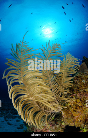 La mer des caraïbes en panache bipennées sur les récifs coralliens, l'île de la jeunesse, l'île au trésor, de Cuba, des Caraïbes Banque D'Images