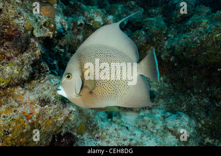 Gray angelfish, Isla de la Juventud, l'île au trésor, de Cuba, des Caraïbes Banque D'Images