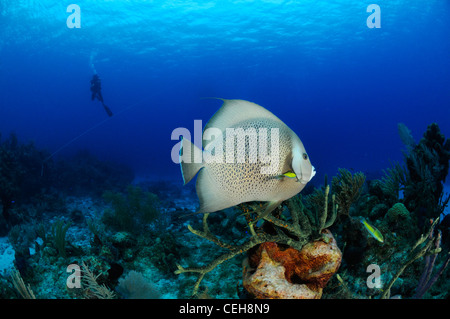 Barrière de corail avec des poissons-anges gris avec PADI, Maria La Gorda, l'Almirante, Cuba, Caraïbes Banque D'Images