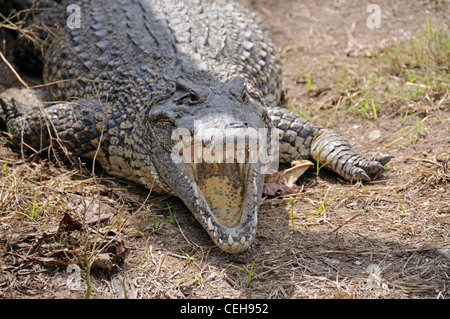 Crocodile de Cuba avec la bouche ouverte, de Cuba, des Caraïbes Banque D'Images