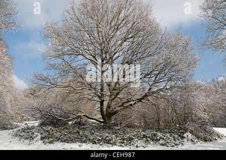 Les arbres couverts de neige et de bois. Hampstead Heath , , Londres. Banque D'Images