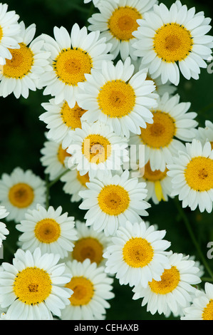 Anthemis tinctoria . Sauce Hollandaise fleurs Banque D'Images