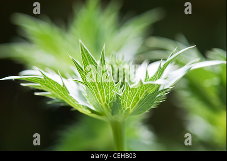 Eryngium giganteum 'Silver Ghost'. Fleur de houx de mer Banque D'Images