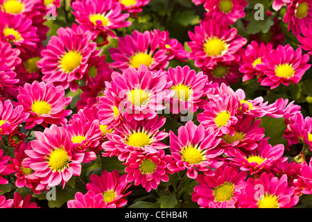 Daisy rose fleurs dans le fond du jardin Banque D'Images