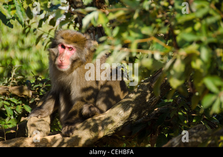 Macaque japonais, Macaca fuscata, assis sur le sol dans son habitat naturel Banque D'Images