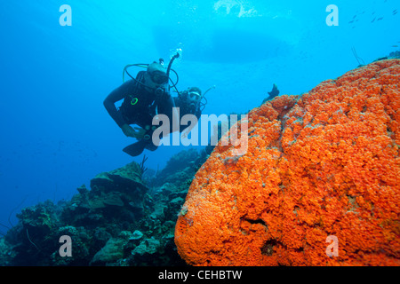 Les plongeurs près d'Orange d'une éponge Banque D'Images