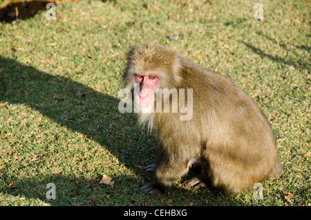 Macaque japonais, Macaca fuscata, assis sur le sol dans son habitat naturel Banque D'Images