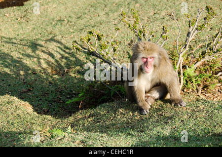 Macaque japonais, Macaca fuscata, assis sur le sol dans son habitat naturel Banque D'Images