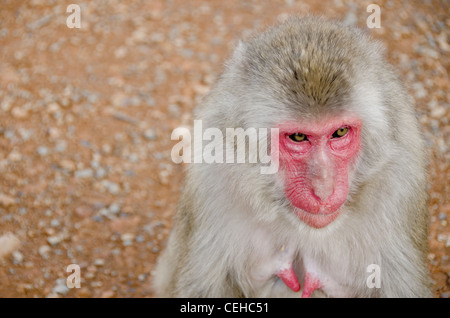 Portrait d'une femme demi-macaque japonais, Macaca fuscata, assis sur le sol Banque D'Images