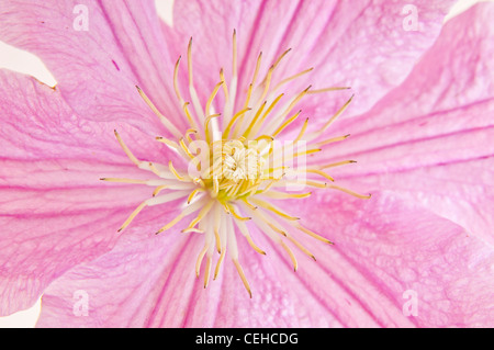 Close up studio shot of Clematis Banque D'Images