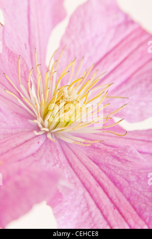 Close up studio shot of Clematis Banque D'Images