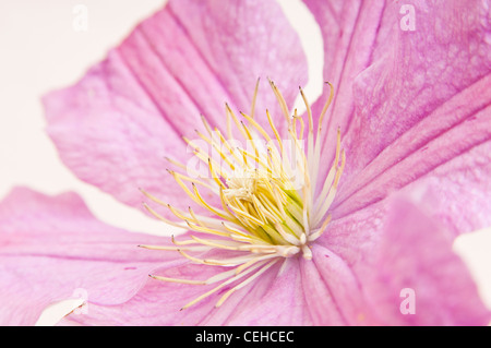 Close up studio shot of Clematis Banque D'Images