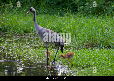 Grue eurasienne (Grus grus) avec 10 jours d'âge poussins en marais, Allemagne Banque D'Images