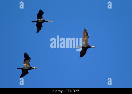 Grands Cormorans (Phalacrocorax carbo) volant en formation, Allemagne Banque D'Images