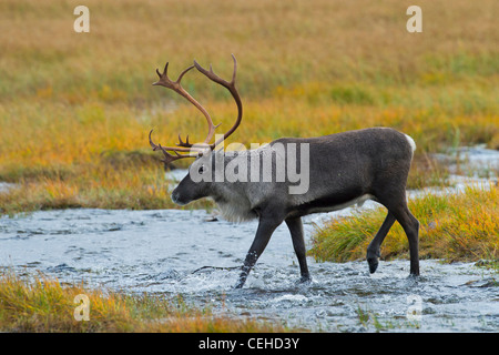 Le renne (Rangifer tarandus) bull crossing stream dans la toundra en automne, Laponie, Suède Banque D'Images