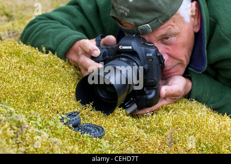 Photographe de la nature prendre des photos macro de l'additionneur européen commun (Vipera berus), Suède Banque D'Images