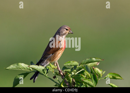 (Linnet Carduelis cannabina) mâle perché sur une branche, Allemagne Banque D'Images