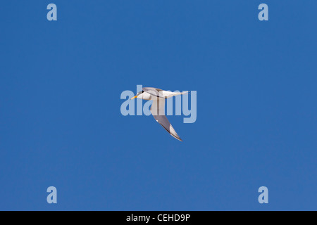 Sterne naine (Sternula albifrons / Sterna albifrons) en vol, Allemagne Banque D'Images