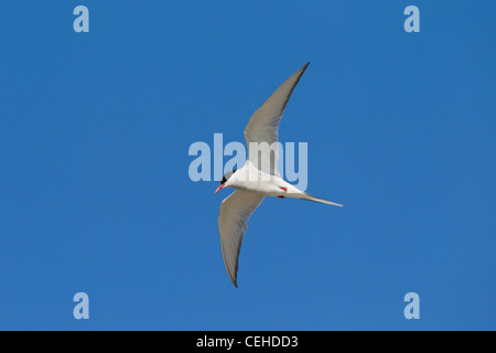 Sterne arctique (Sterna paradisaea) en vol, mer des Wadden, Allemagne Banque D'Images