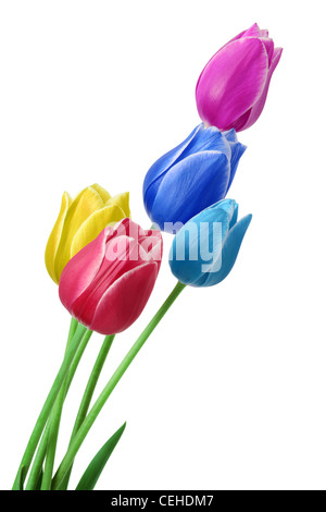 Bouquet de tulipes multicolores sur fond blanc. Clipping path Banque D'Images