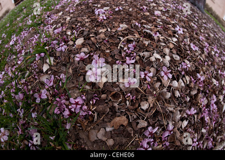 Les fleurs de cerisier portant sur le sol, au sommet de l'herbe et les coquilles de noix de pécan. Banque D'Images