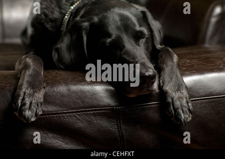 Labrador noir se pose sur un canapé en cuir avec les yeux fermés. Banque D'Images