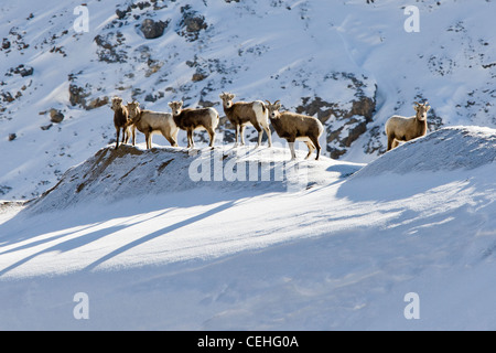 Le mouflon des montagnes, Ovis canadensis, en hiver, Monarch Pass, Colorado, USA Banque D'Images