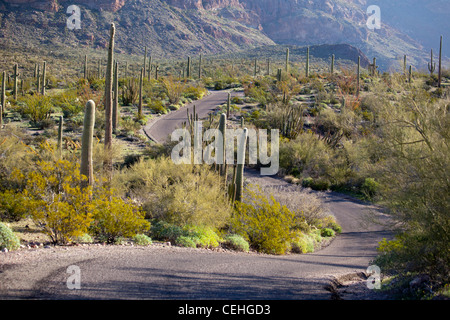 Ajo, Arizona - Saguaro cactus le long de l'ajo Mountain Drive en tuyau d'Orgue Cactus National Monument. Banque D'Images