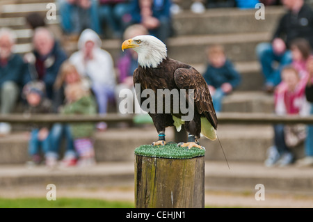 Un aigle à tête Banque D'Images