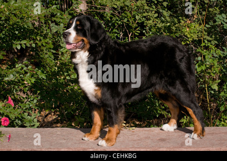 Bernese Mountain Dog standing on wall Banque D'Images