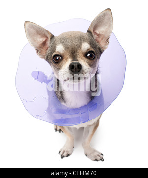 Chihuahua, 4 ans, portant un collier de l'espace contre fond blanc Banque D'Images
