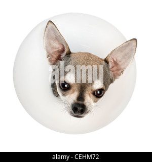 Chihuahua, 4 ans, portant un collier de l'espace contre fond blanc Banque D'Images