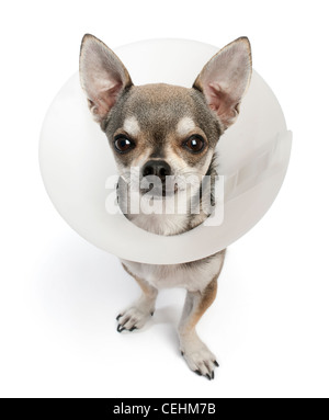 Chihuahua, 4 ans, portant un collier de l'espace contre fond blanc Banque D'Images