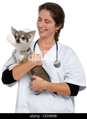 Vet tenant un chihuahua portant un collier de l'espace in front of white background Banque D'Images