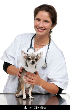 Vet tenant un chihuahua portant un collier de l'espace in front of white background Banque D'Images