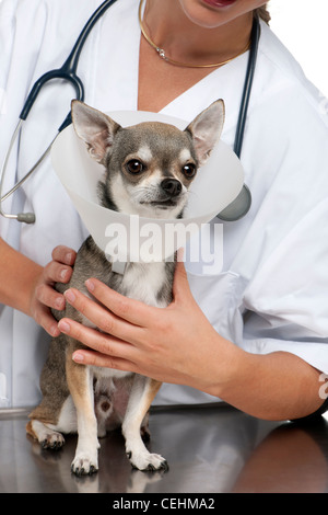 Vet tenant un chihuahua portant un collier de l'espace in front of white background Banque D'Images