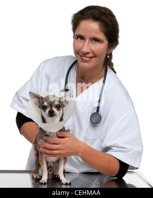 Vet tenant un chihuahua portant un collier de l'espace in front of white background Banque D'Images