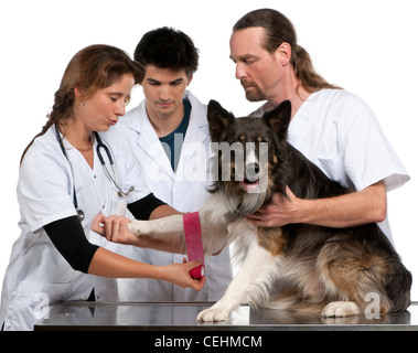 Vets enveloppant un bandage autour un Border Collie's paw in front of white background Banque D'Images