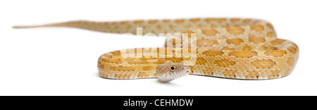 Maïs pour mineurs Goldest Snake, Pantherophis Guttatus, in front of white background Banque D'Images