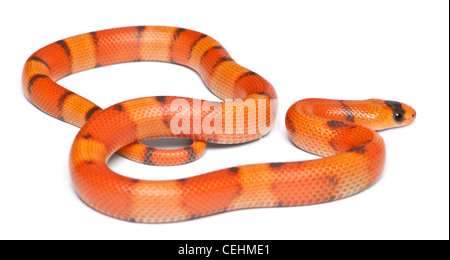 Tricolor hypomelanistic snake, Lampropeltis triangulum hondurensis, in front of white background Banque D'Images