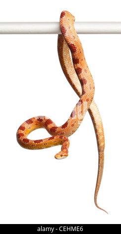 Okeetee albino, Pantherophis Guttatus Serpent de maïs, in front of white background Banque D'Images