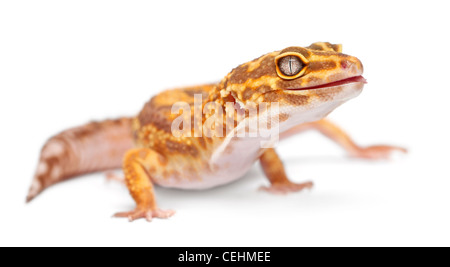 Gecko Léopard orange albinos, Eublepharis macularius, in front of white background Banque D'Images
