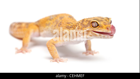 Aptor gecko léopard, Eublepharis macularius, in front of white background Banque D'Images